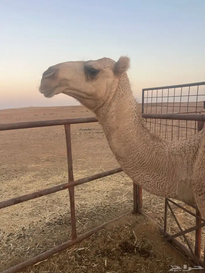 بكره مفروده 2