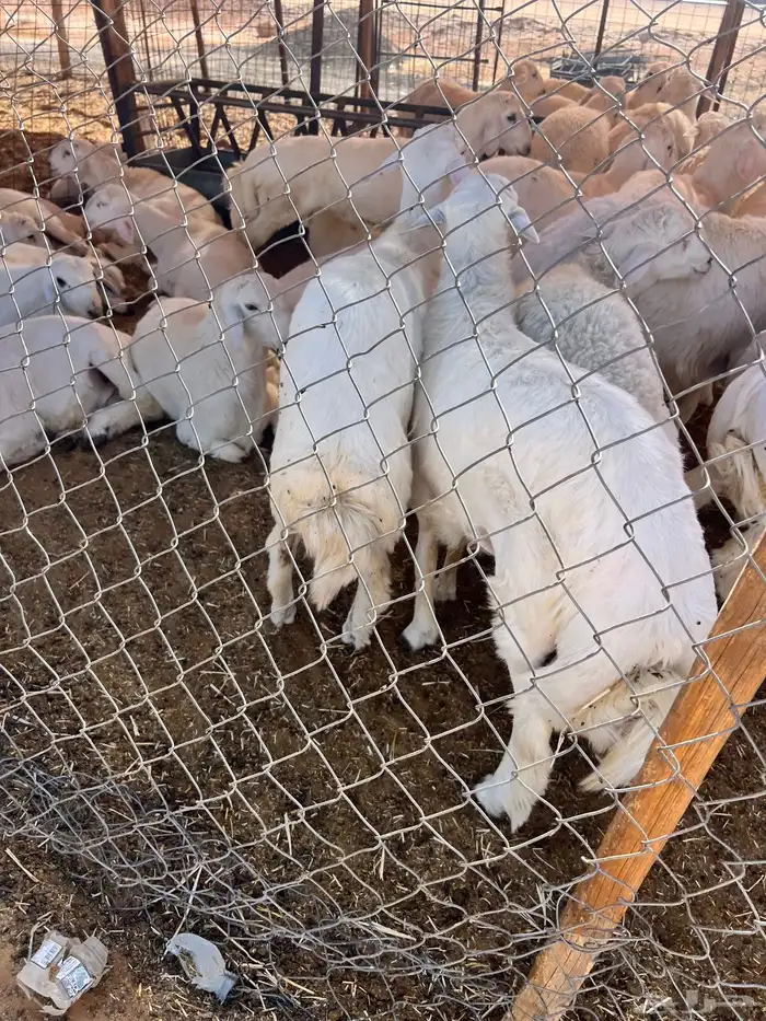 ذبايح ذبائح 27