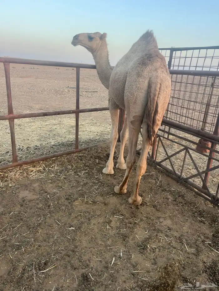 بكره مفروده 1