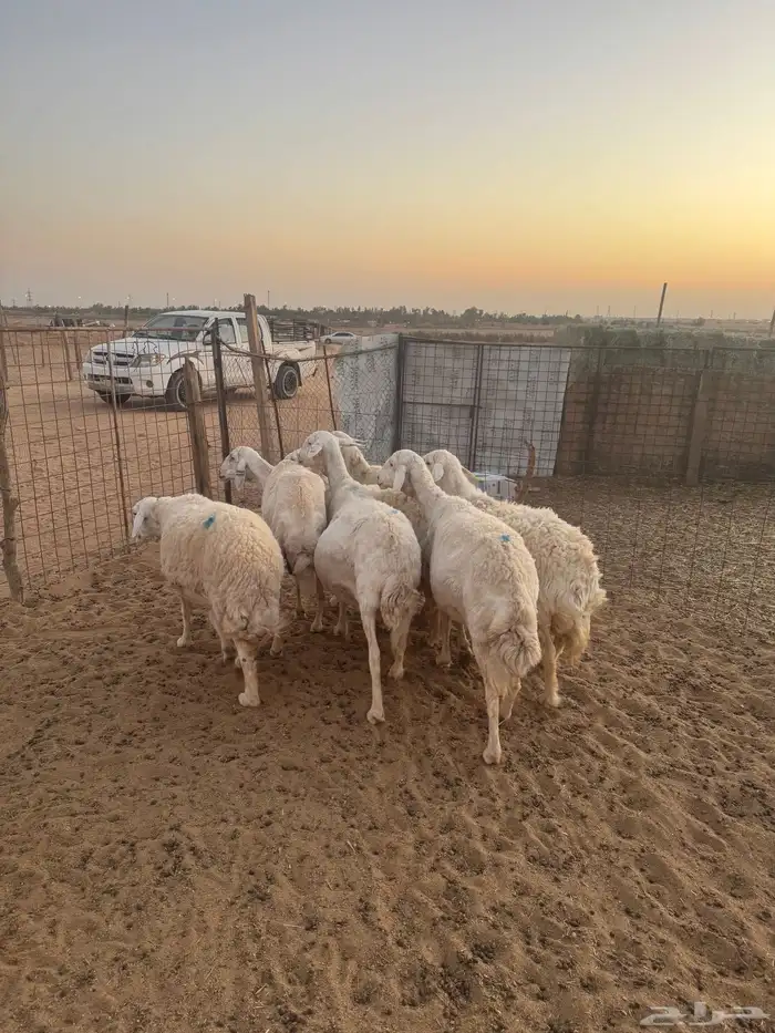 للبيع شياه حريات دفيع وضريع 0