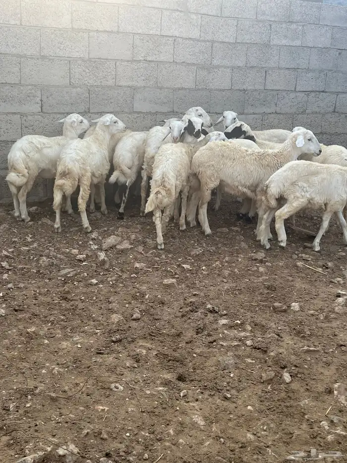 خرفان ذبايح للبيع 5