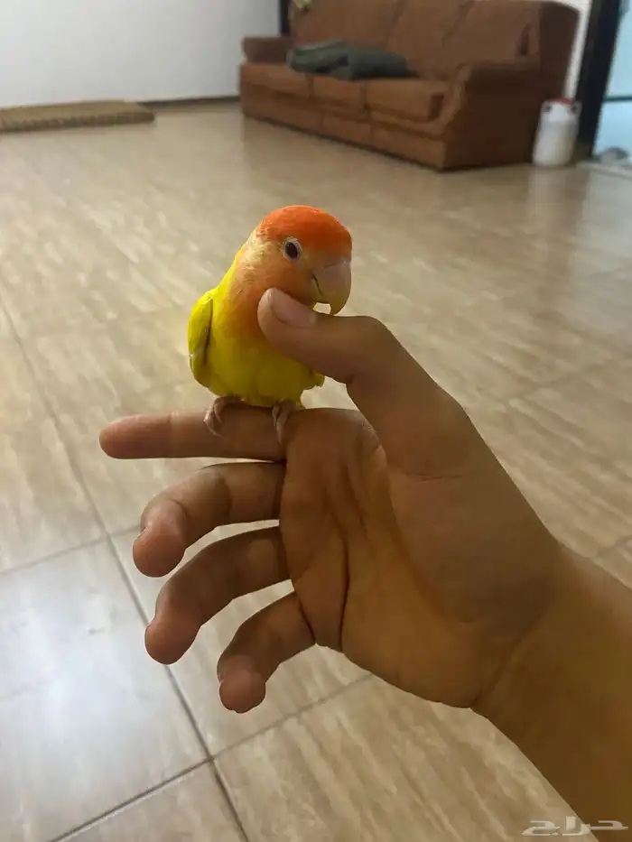 عصفور روز اليف 2