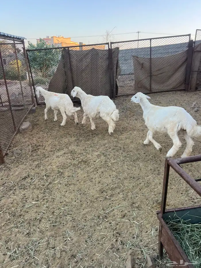 طليان 8