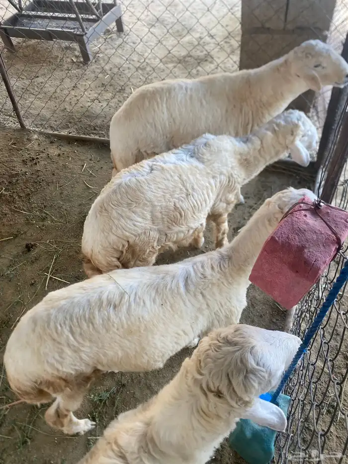 طليان للبيع سمان 0