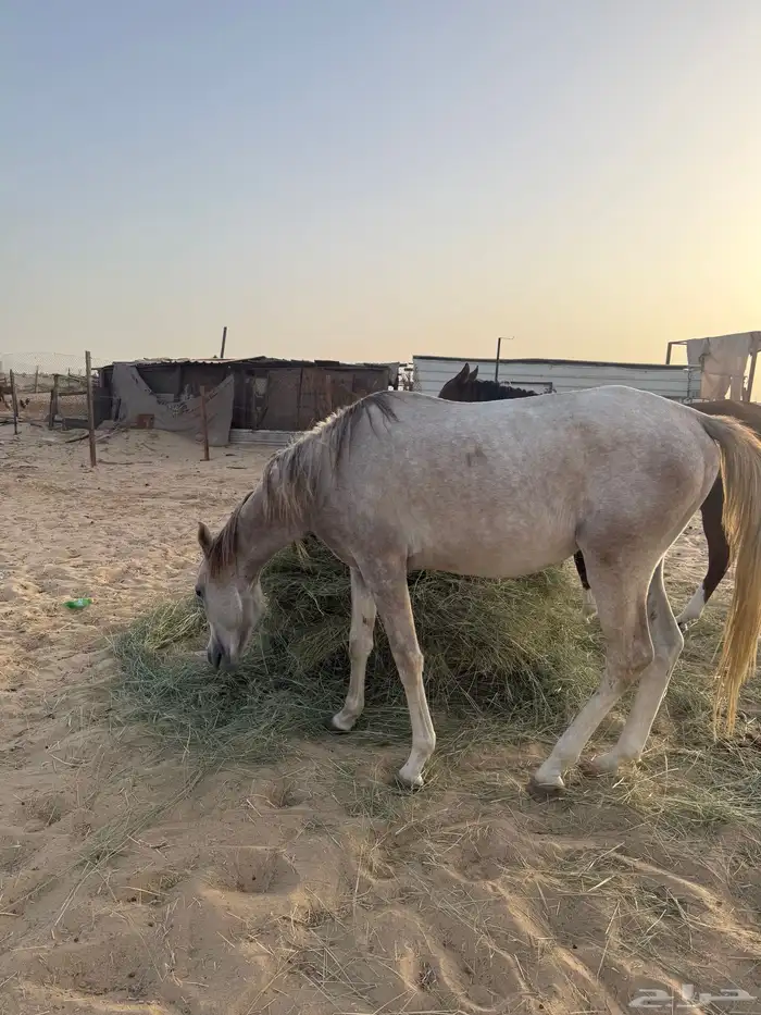 مهر عربي اصيل 0