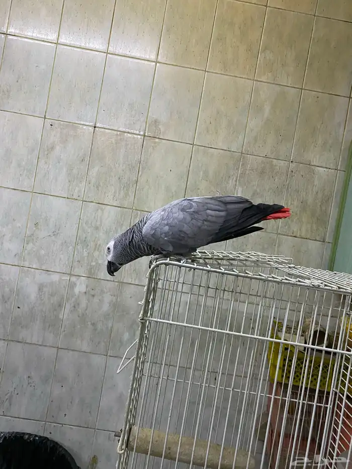كاسكو انثى باضة بدون ذكر سوبر جامبو 1