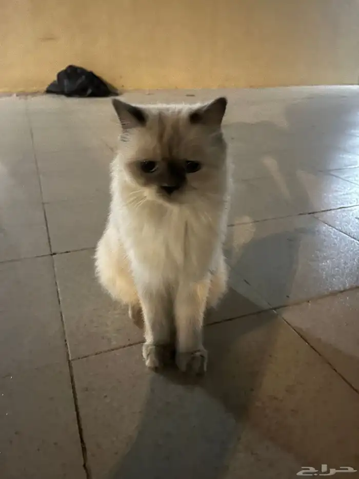 قطه 1