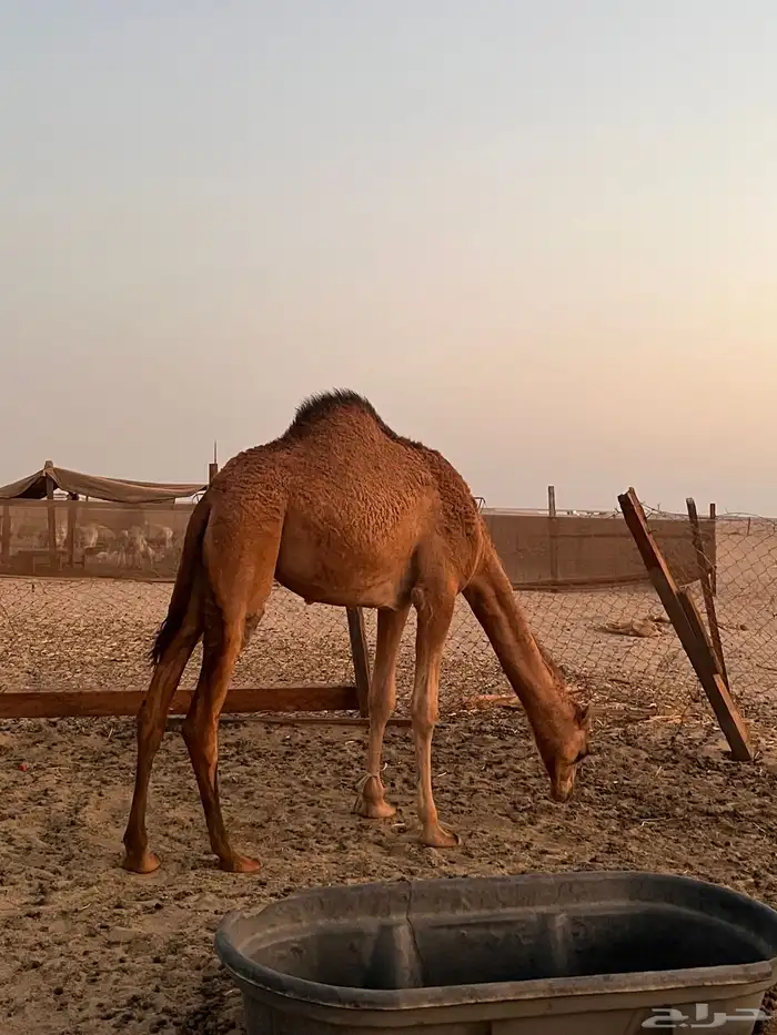 بكره ساحليه منوة القنئ 0