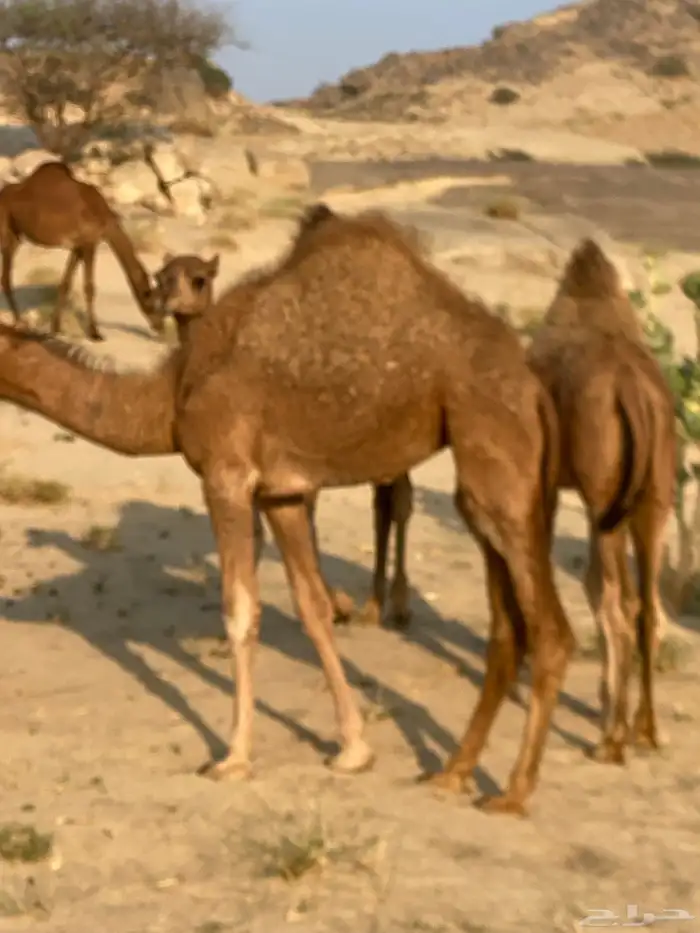 بعير احمر كفو 1