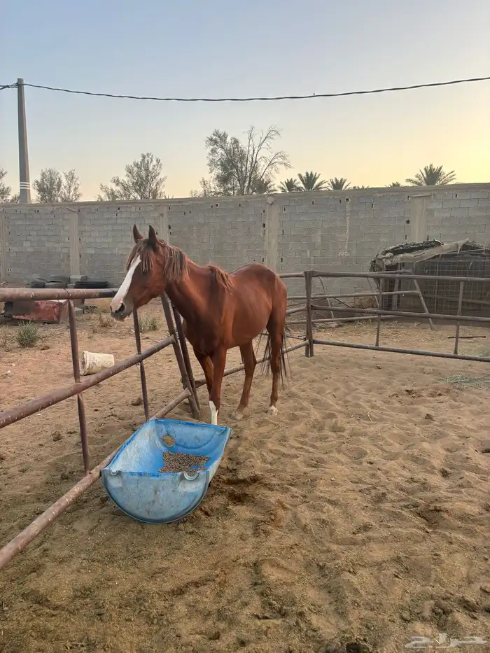 خيل 2