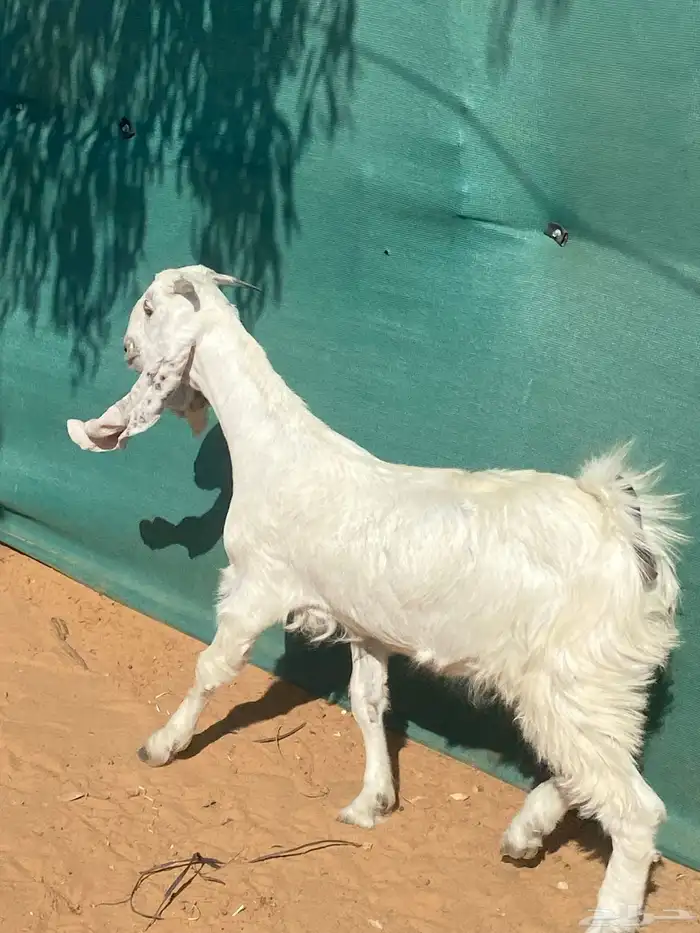 حفره مطوره من النوادر 0