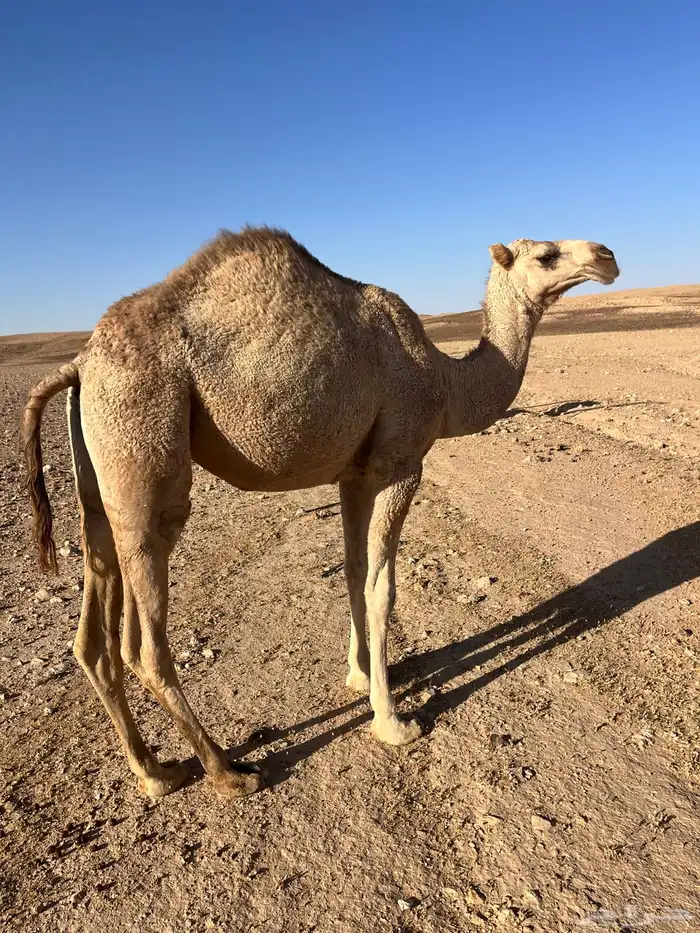 بكره مفروده 0
