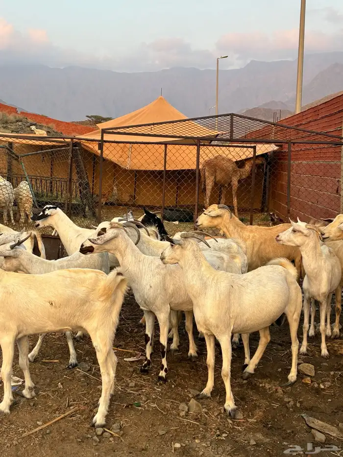 ماعز بيشيات 3
