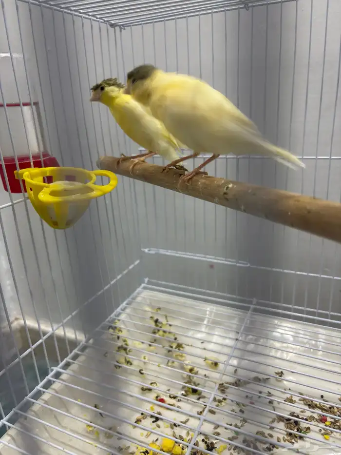 عصافير كناري كرست 6