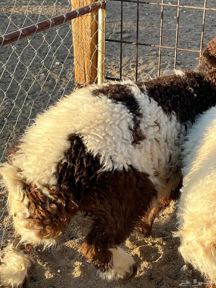 هرفي حري تيوس 7