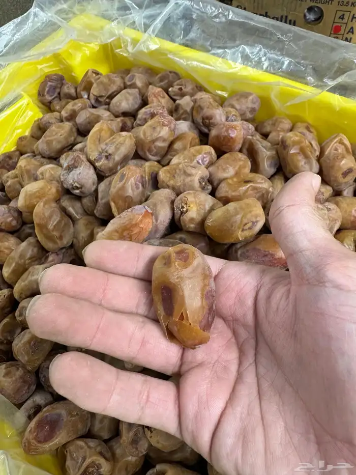 تمر خلاص اشيقر 2