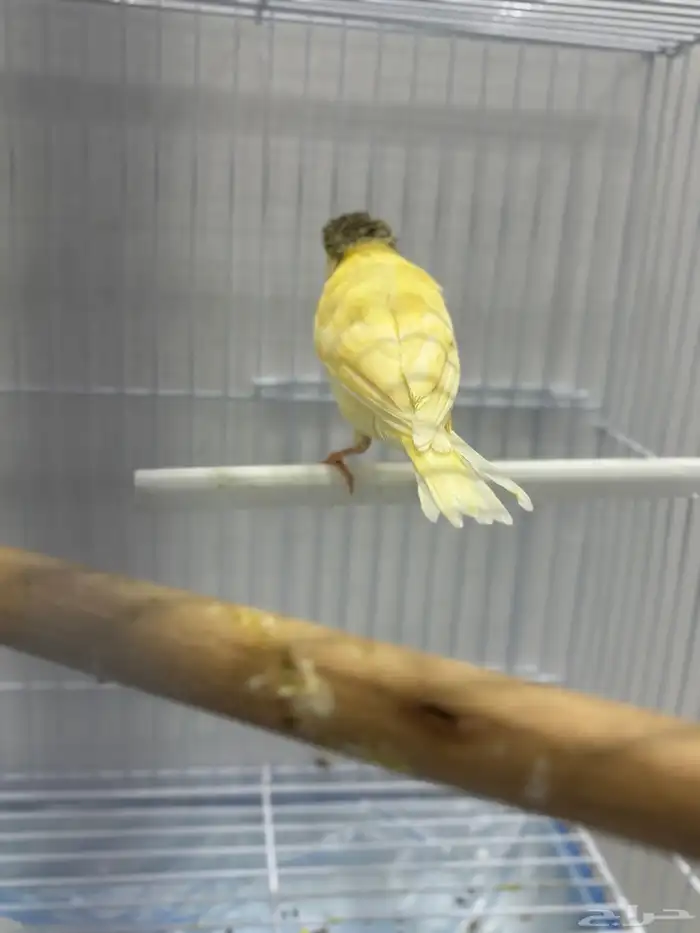 عصافير كناري كرست 5