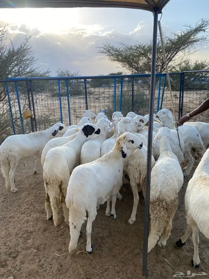سواكن جدعان سواكني 4