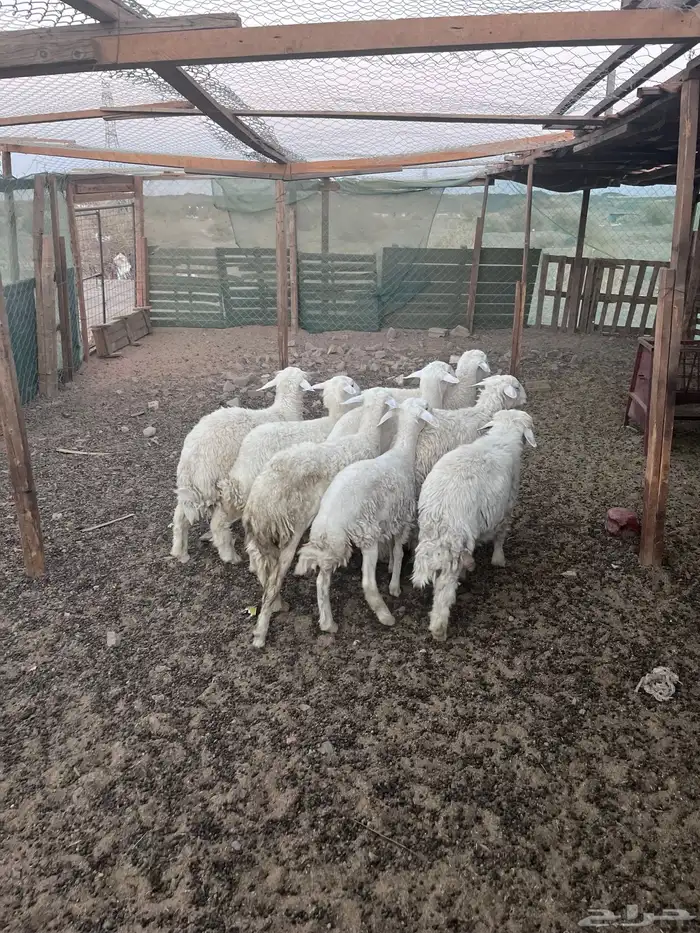 طليان 1