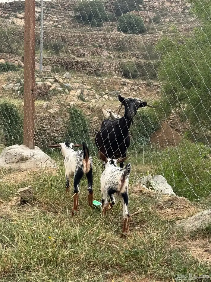 غنم 1
