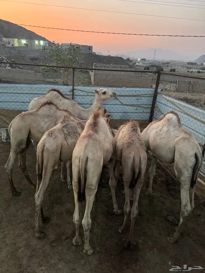 قعدان غرب محايل 0
