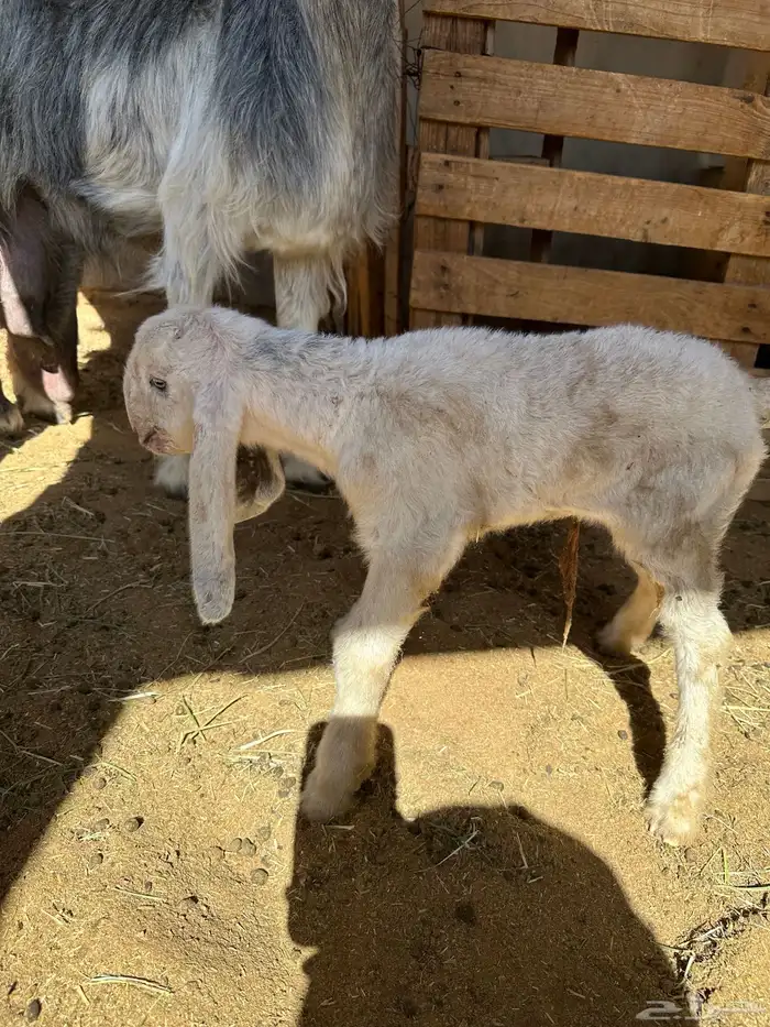 عنز شاميه خصم حدرها تيس وجفره 3