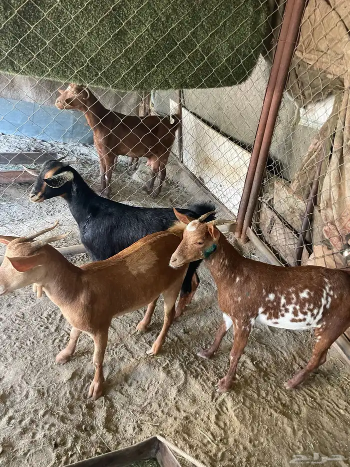 عنقان 1