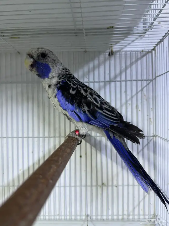 فحل روزيلا كريمسون ازرق-Crimson rosella 1
