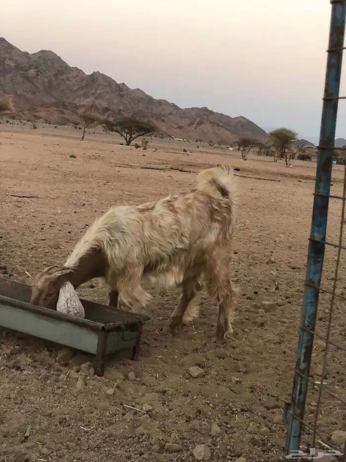 جفره 2