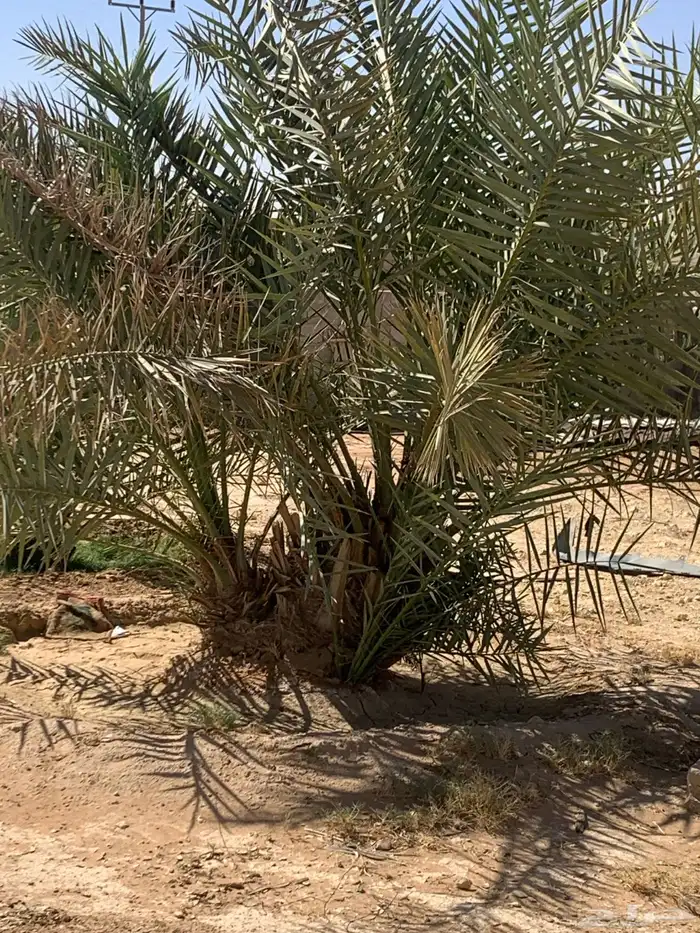 نخل 0