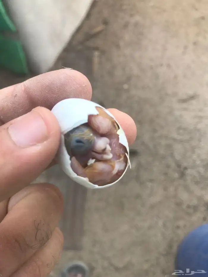 قطايف 4