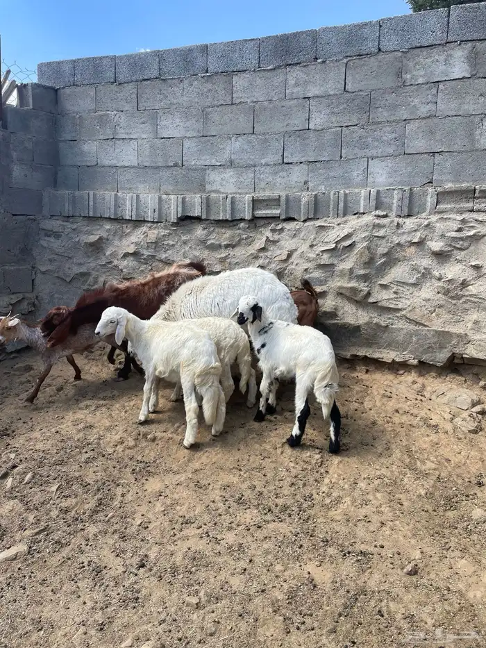 غنم للبيع 1