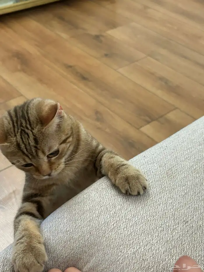 قطو سكوتش ستريت للتبني 3