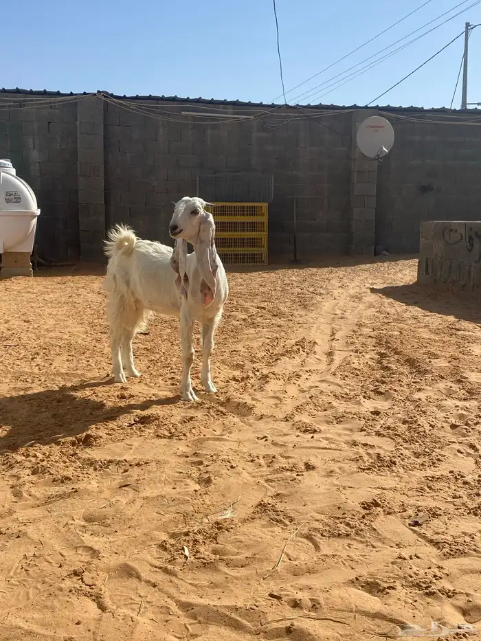 حفره مطوره من النوادر 4