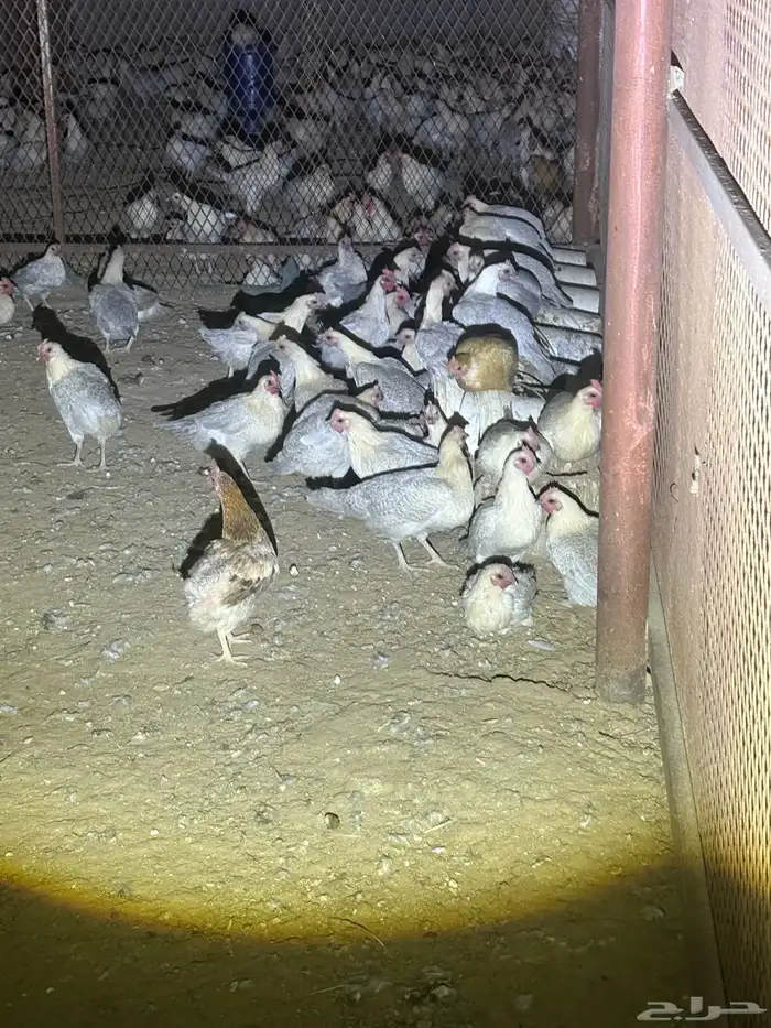 دجاج فيومي 5