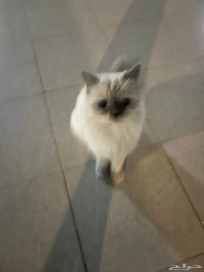 قطه 6