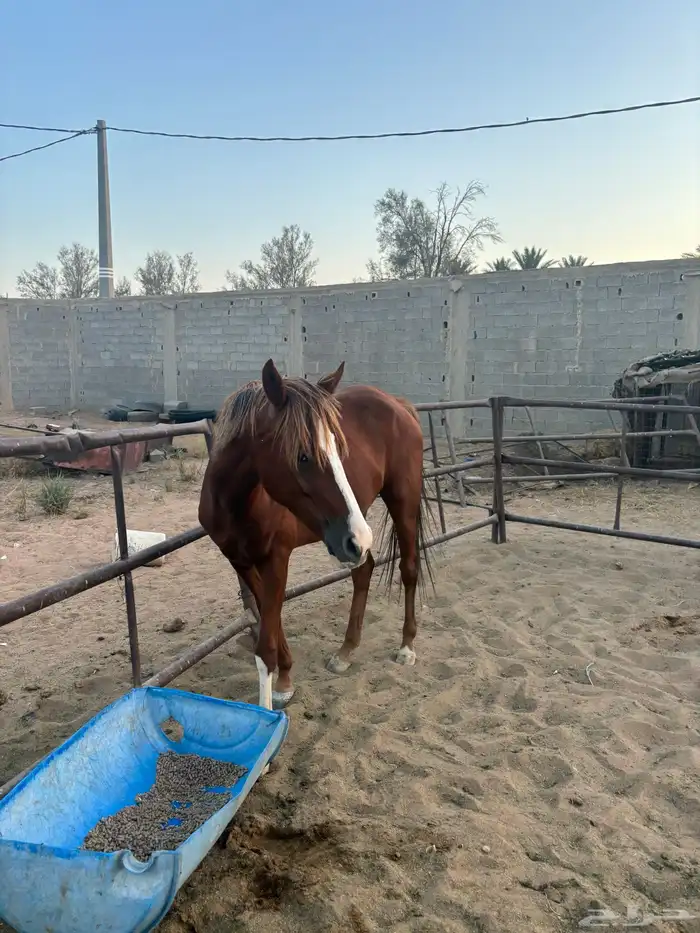 خيل 1