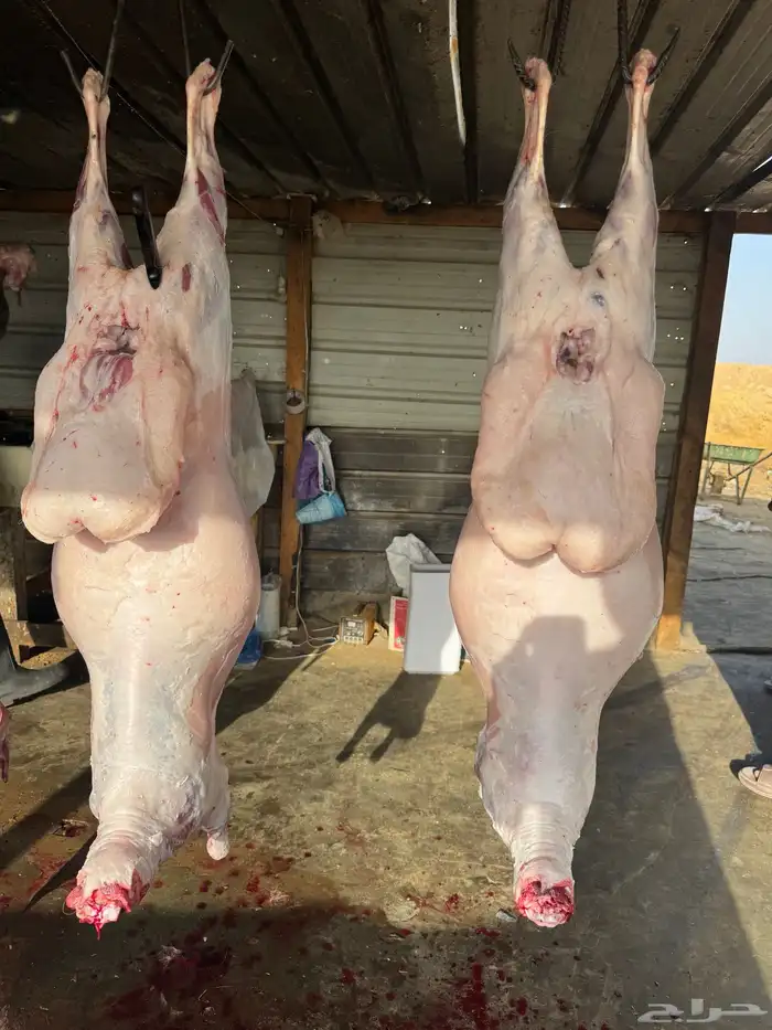 ذبايح نعيمي 3