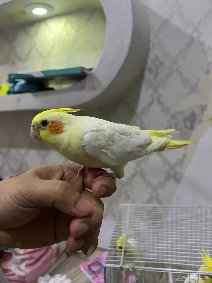 كروان اليف لاتينو 2