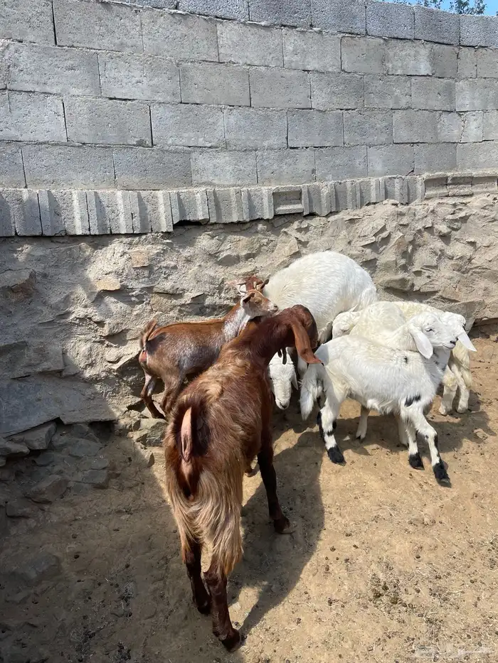 غنم للبيع 6