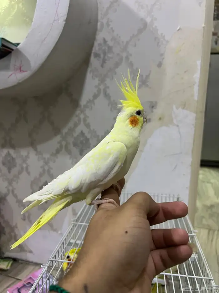 كروان اليف لاتينو 5