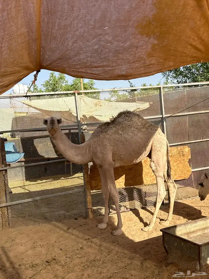 قعودين اعماره 7 اشهر. 0
