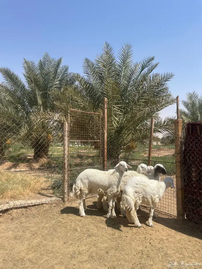 رخال طيبه 0