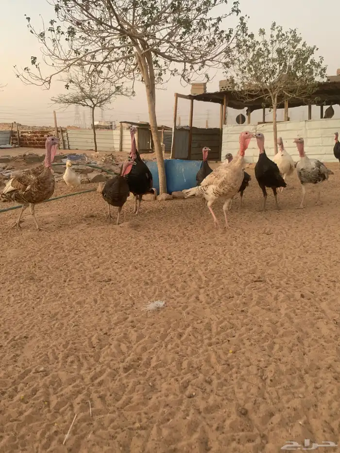 طريق الرماح في بدايته وانت داخل من طريق الدمام 0