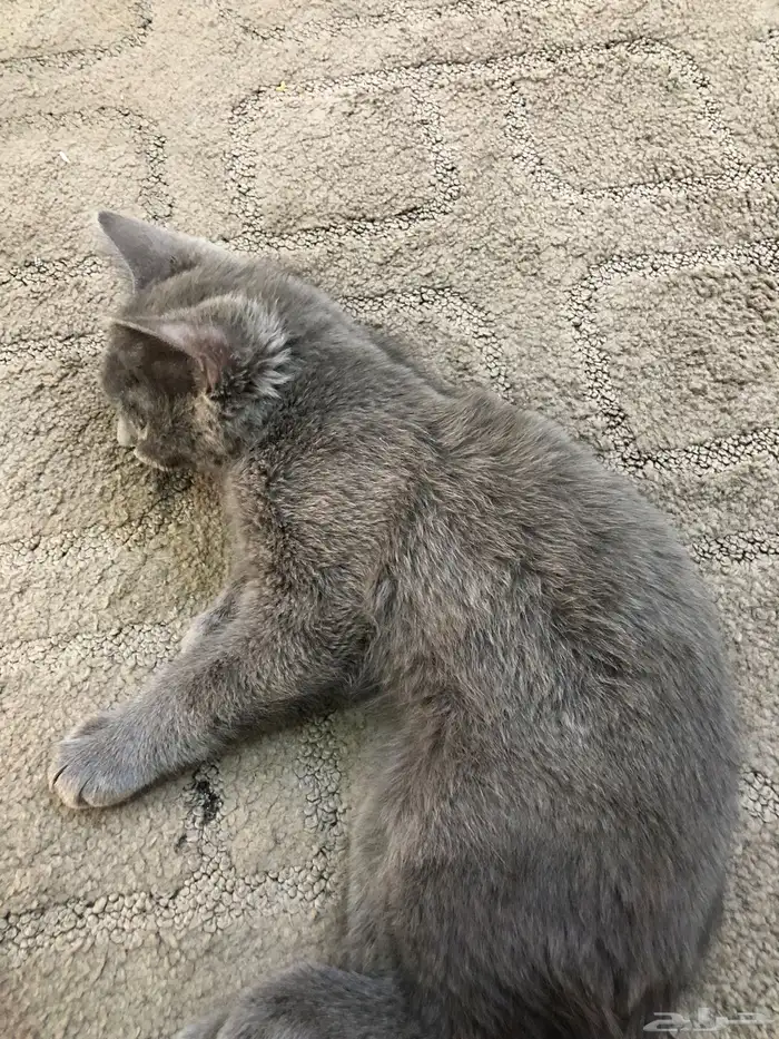 بسه للبيع 0