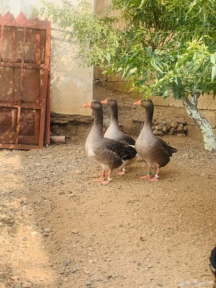ذكر وانثاتين وز بلدي 6