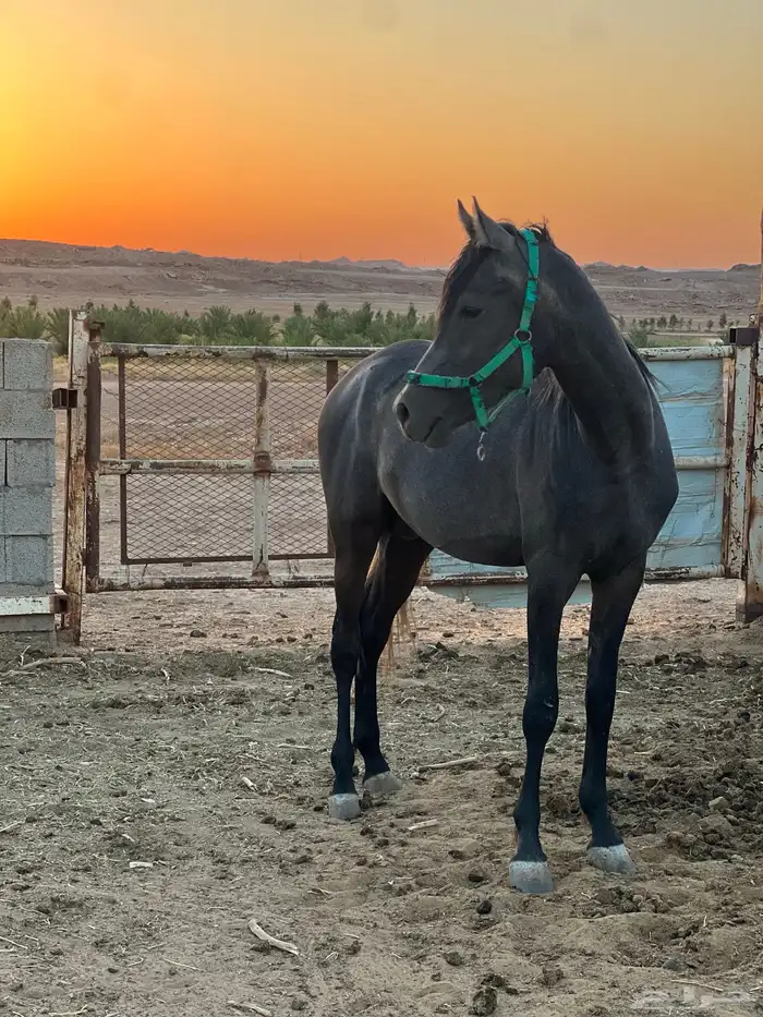 حصان فحل ( مهر ) 0