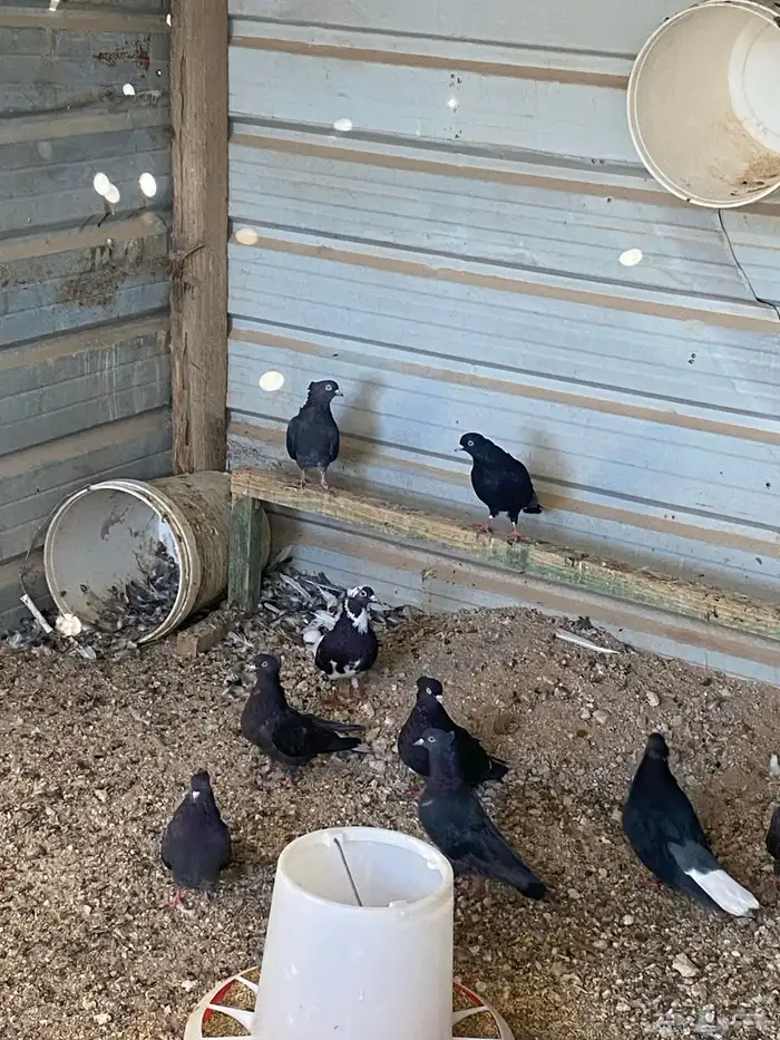 حمام لوت قطايف 1