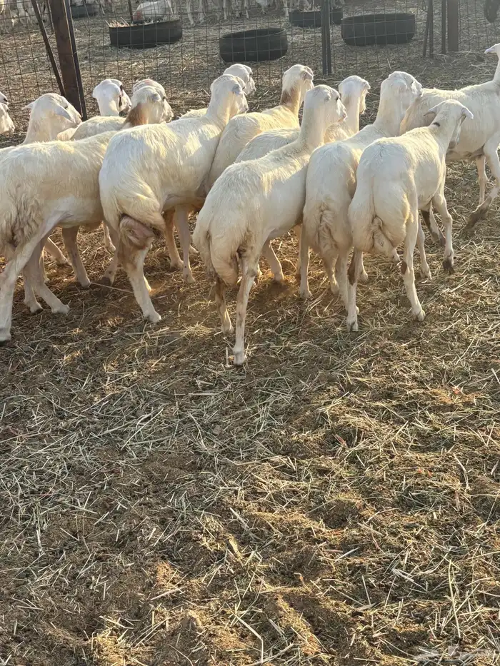رخال رفيديات جذعات 4