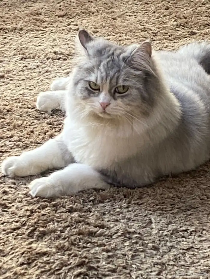 قطوه للبيع 0